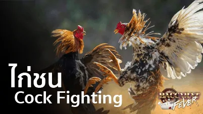Cock fighting แทงไก่ชน เว็บเดิมพันออนไลน์ ดีที่สุดอันดับ 1 ฝาก-ถอน ขั้นต่ำ 100 Cock fighting แทงไก่ชน เว็บเดิมพันออนไลน์ ดีที่สุดอันดับ 1 ฝาก-ถอน ขั้นต่ำ 100